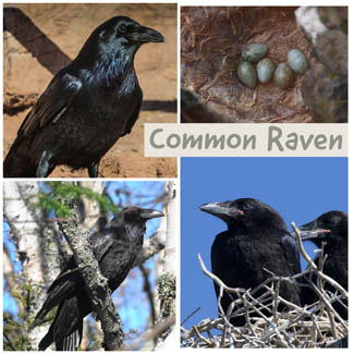 Common Raven